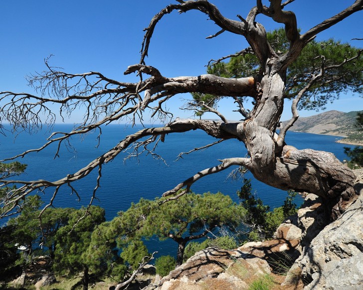 Pine Tree on a Cliff