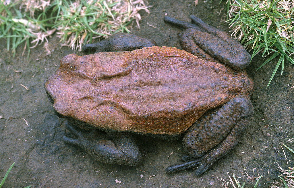 Blomberg's Toad