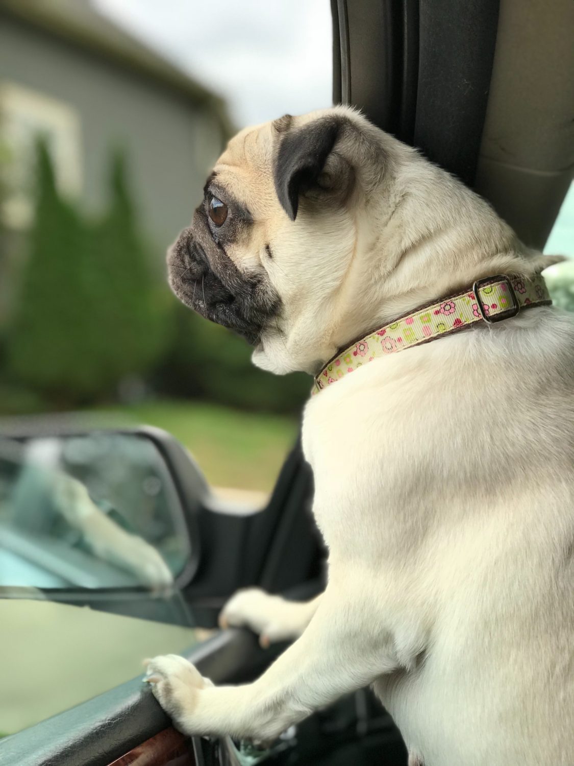 Save a Dog Pug in a Car Photo by Jordan Negron on Unsplash